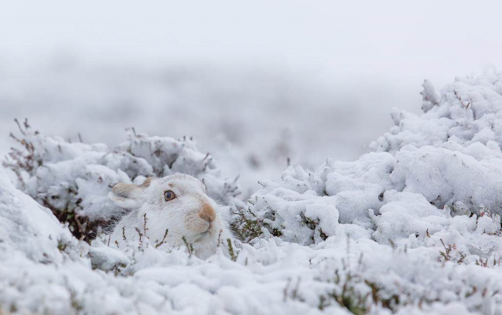 兔子,雪,自然,冬天