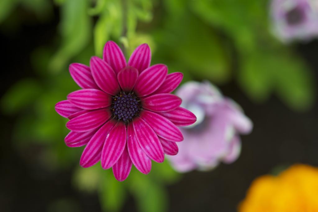 粉红色的花选择性焦点照片高清壁纸