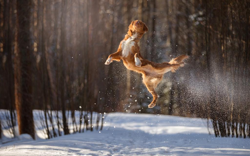 在空中跳跃,冬天,飞行,雪,散景,狗