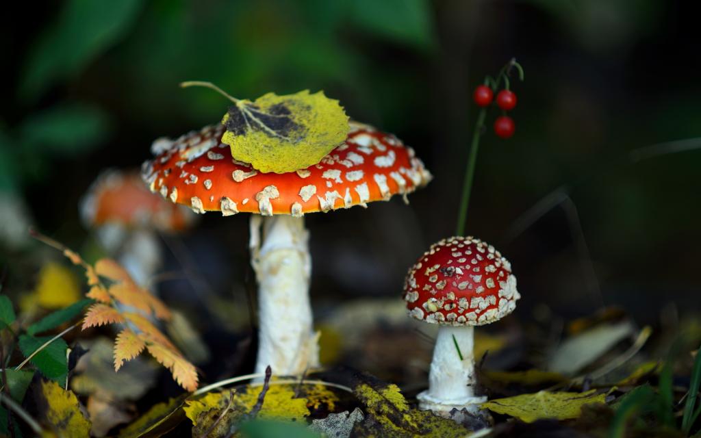 蘑菇,性质,蘑菇,秋季,森林,叶子