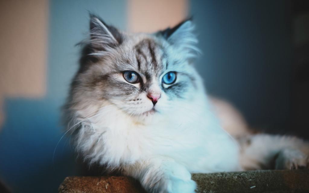 壁纸蓝色的眼睛,看,蓝色的眼睛,猫,猫