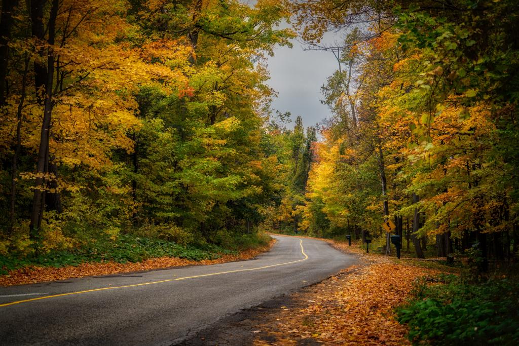 自然,森林,秋天,道路
