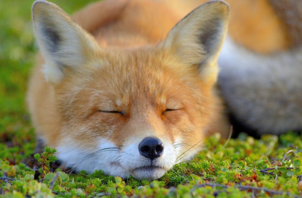 狐狸,狐狸,睡觉,脸上