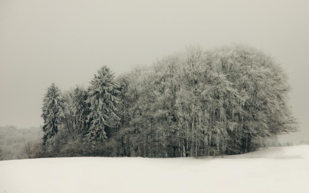 白雪覆盖的地面之间的树木的棕褐色摄影高清壁纸