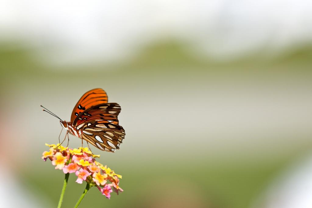 棕色,白色和黑色的蝴蝶栖息在黄色的花朵高清壁纸