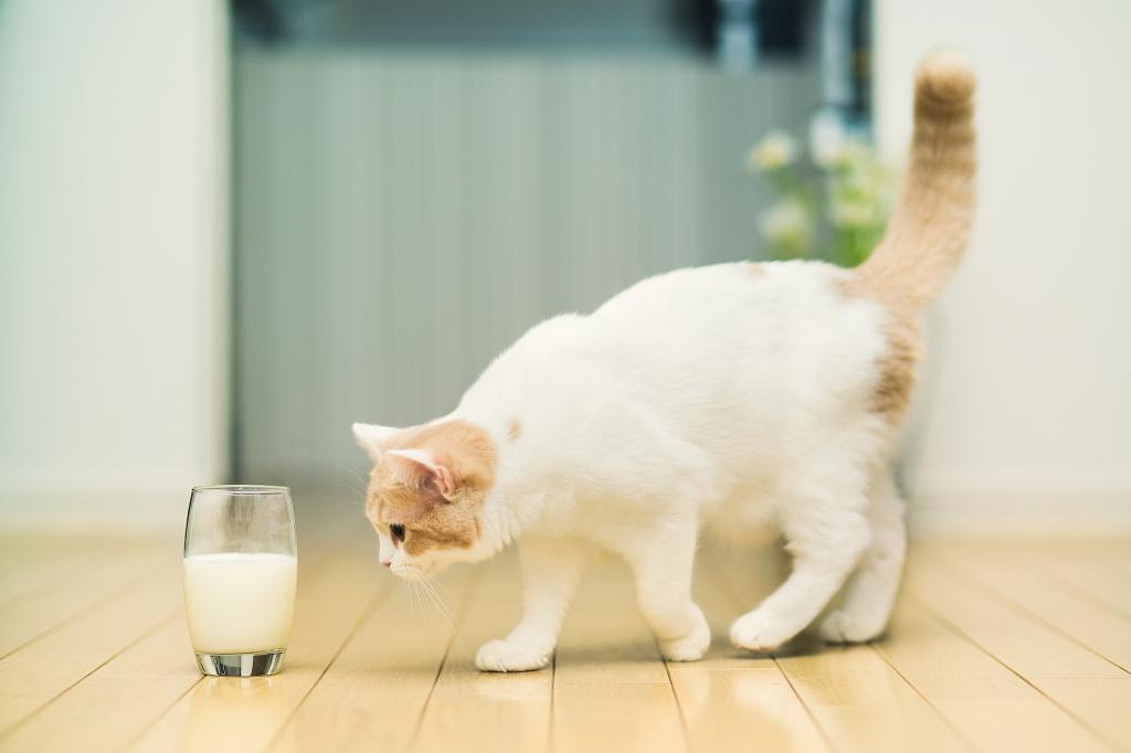 猫,牛奶,玻璃,汉娜,©Ben Torode