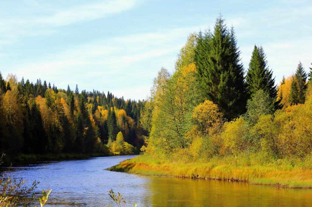 俄罗斯,河,彼尔姆边疆区,树木,岸边,秋天,森林