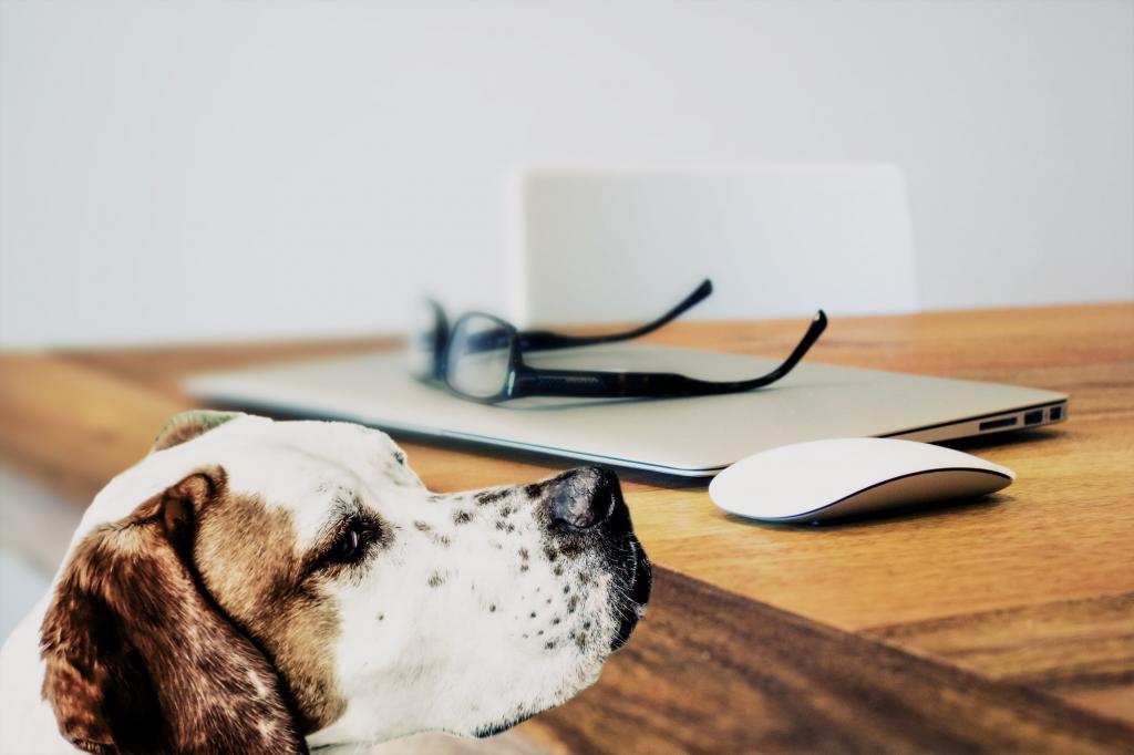 白色和棕色的狗站在苹果桌上的魔术鼠标高清壁纸