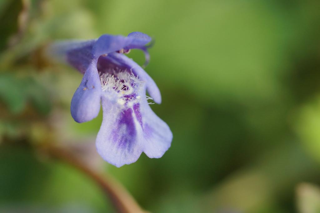 紫色Beardtongue花,glechoma hederacea高清壁纸