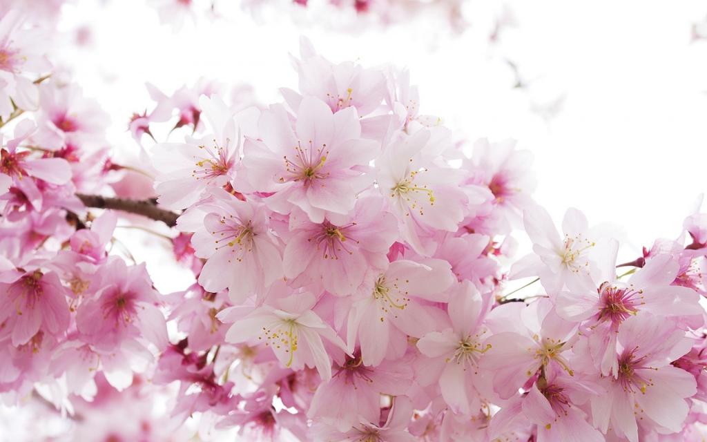 柔情,樱花,春天,粉红