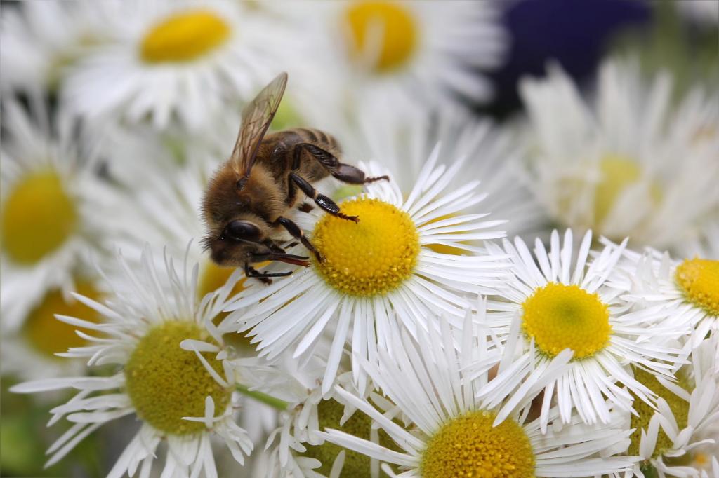 蜜蜂上白色的花花粉高清壁纸