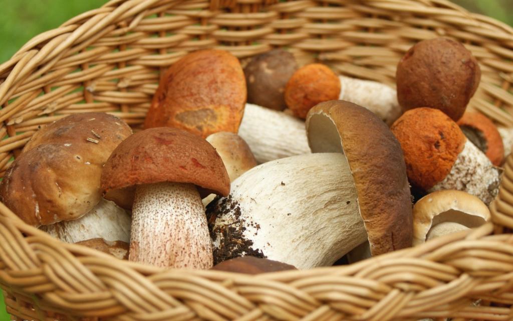 篮子,蘑菇,Borovik