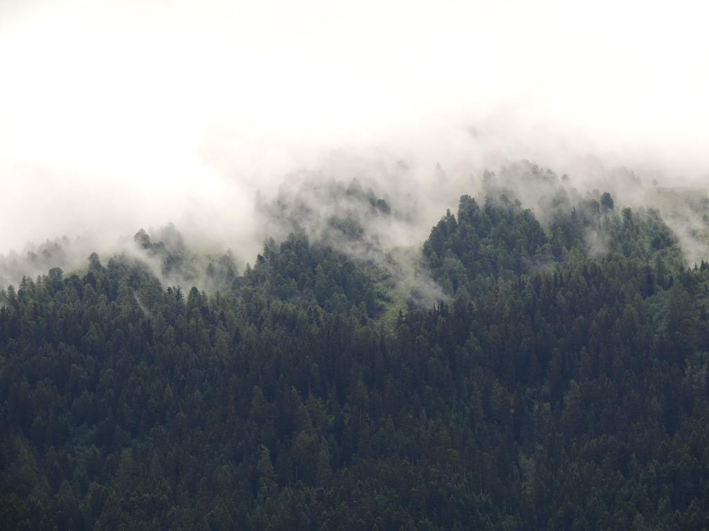 在雾高清壁纸森林的鸟瞰图