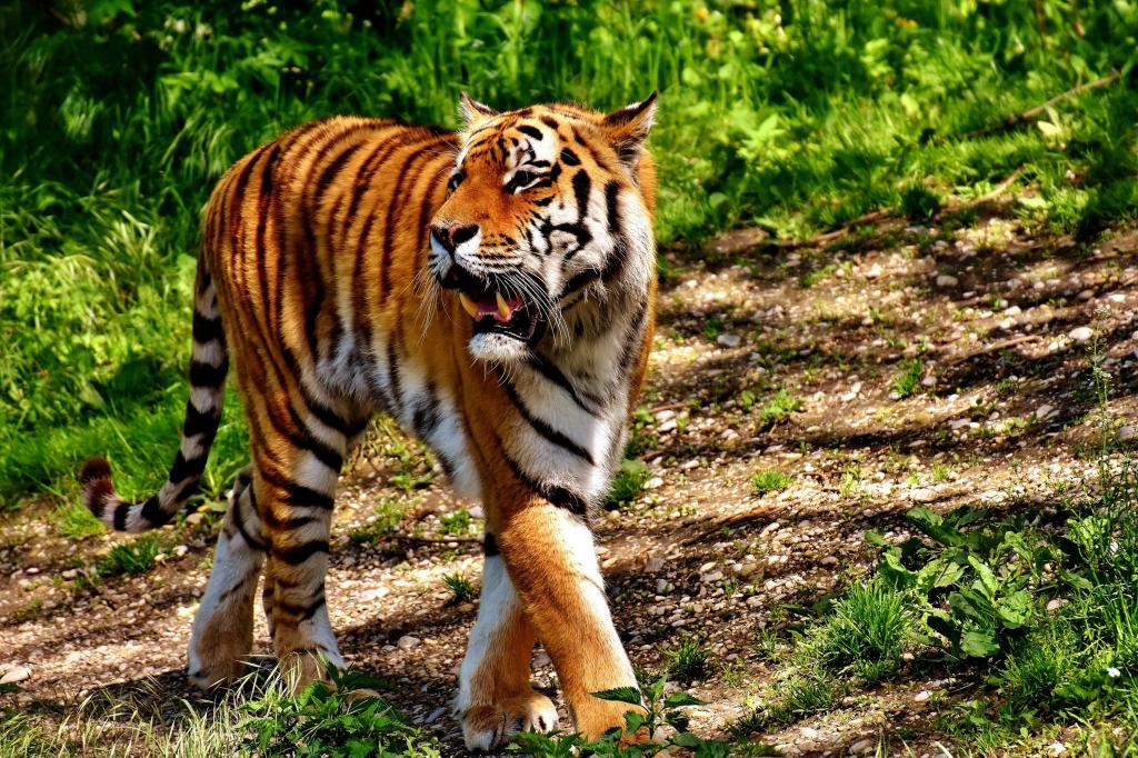 老虎在森林高清壁纸