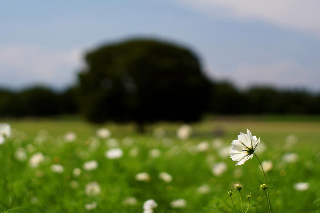 petaled花的特写镜头照片在草地的在白天HD墙纸期间