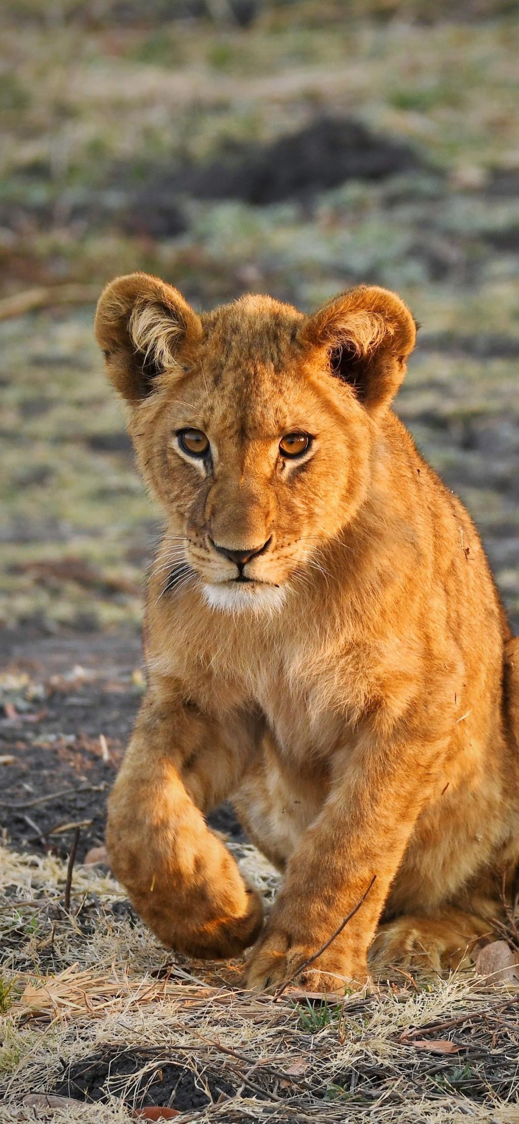 非洲野生母狮子图片