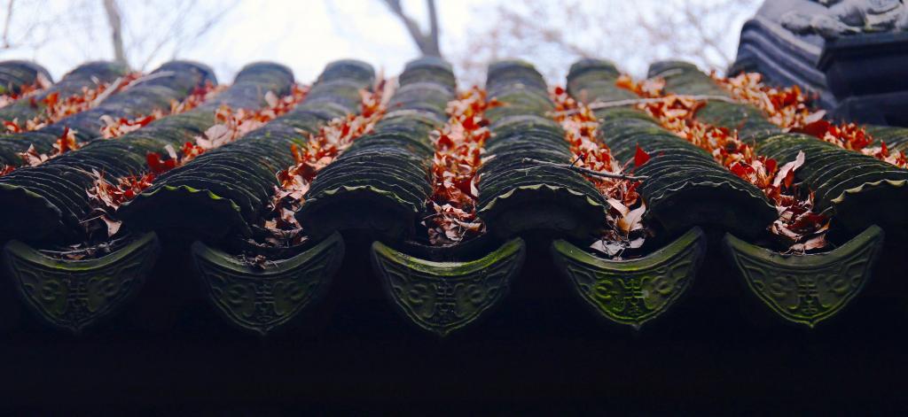 秋天黑瓦屋檐上的枫叶图片