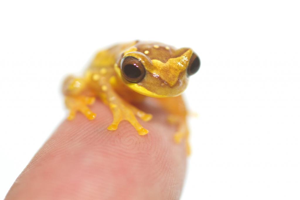 小黄色的青蛙高清壁纸