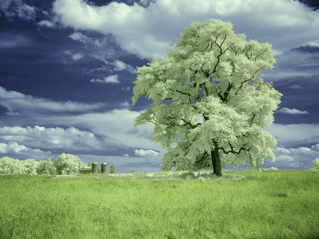 绿色的树和绿草田高饱和度摄影高清壁纸