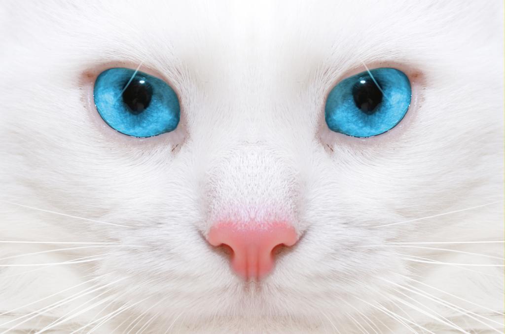 宏,微,微,美丽的白色猫,大蓝眼睛,小猫,大蓝眼睛,美丽的白色...