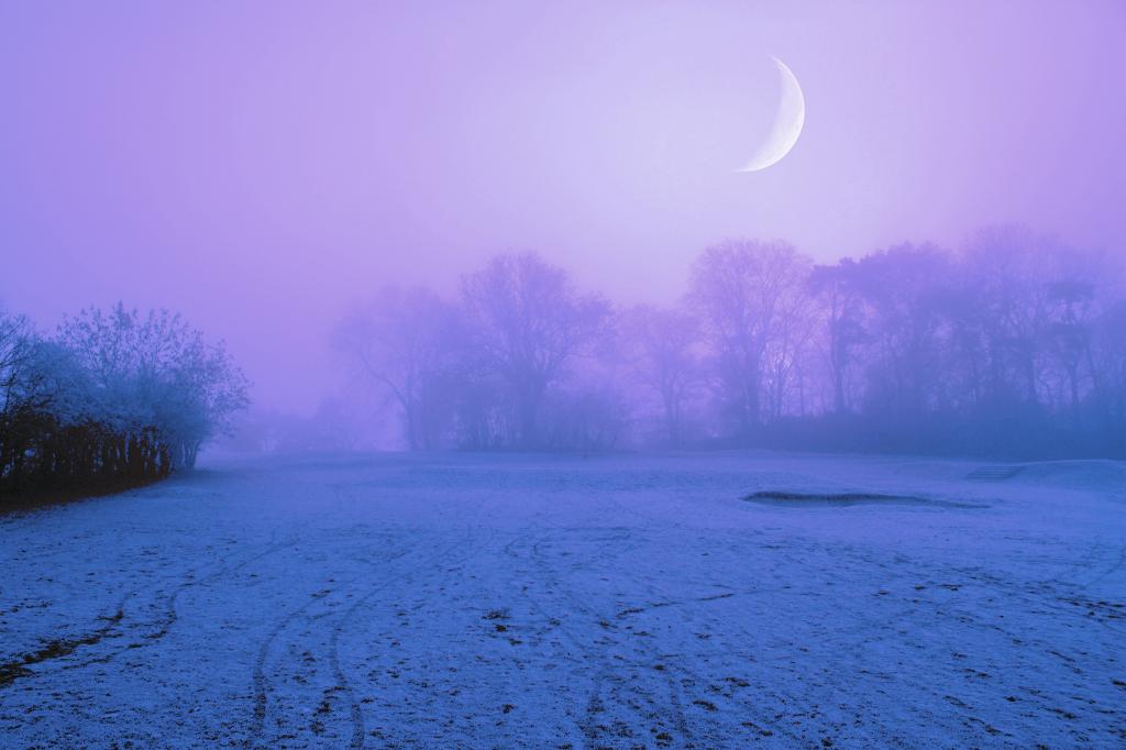 雪,雾,树,林间空地,月亮,夜,丁香,冬天,天空