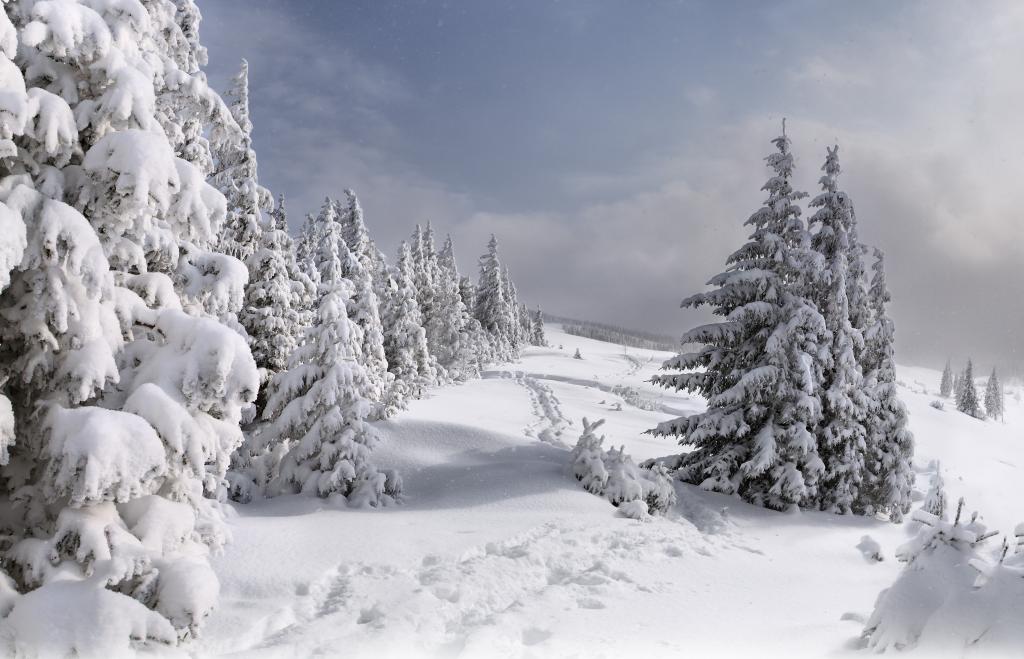 树,路径,雪,冬天