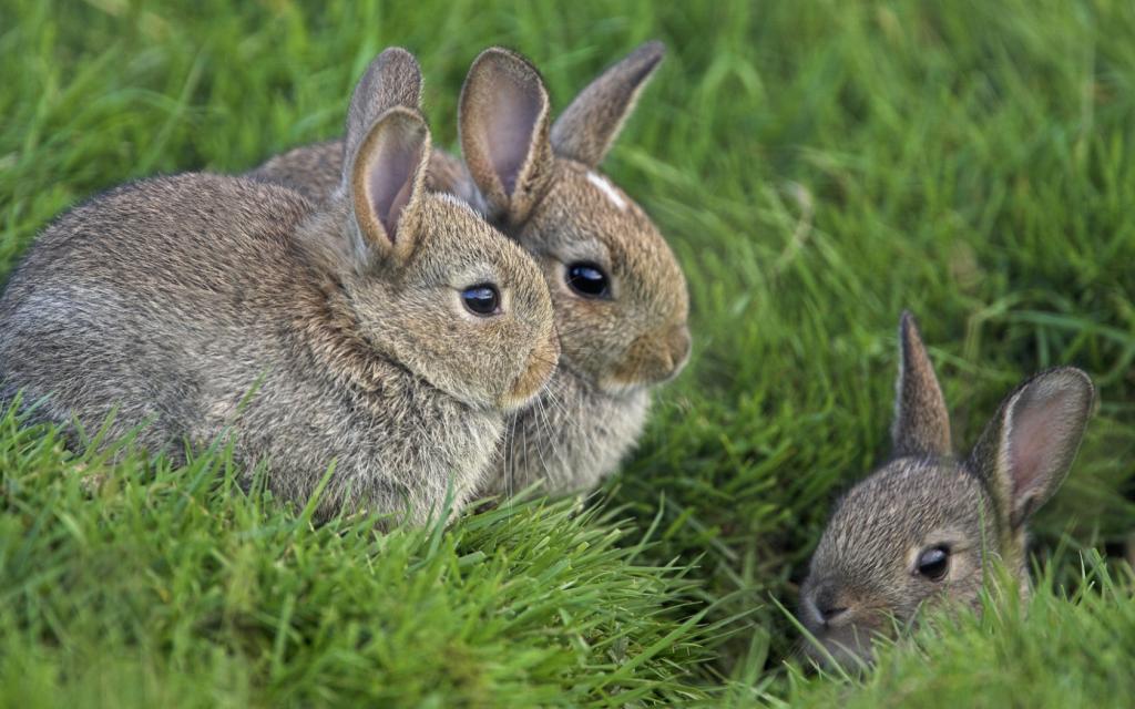 兔子,草,眼睛
