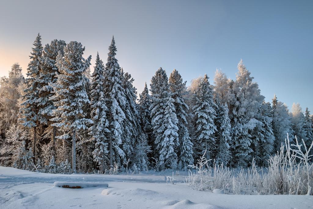 雪,森林,冬天