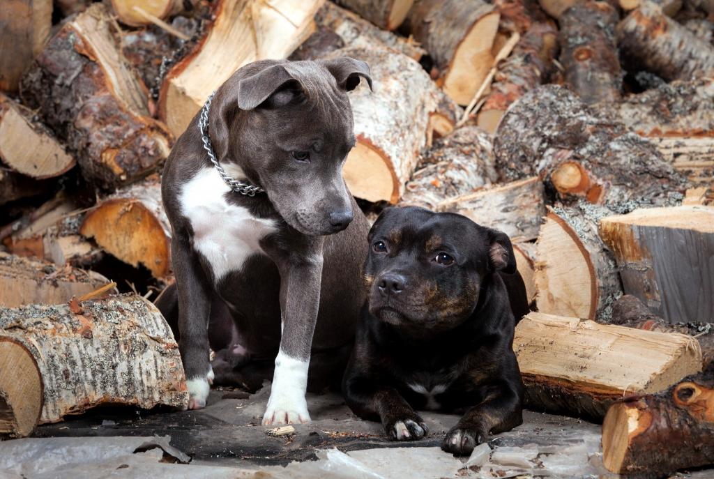 朋友,狗,木头