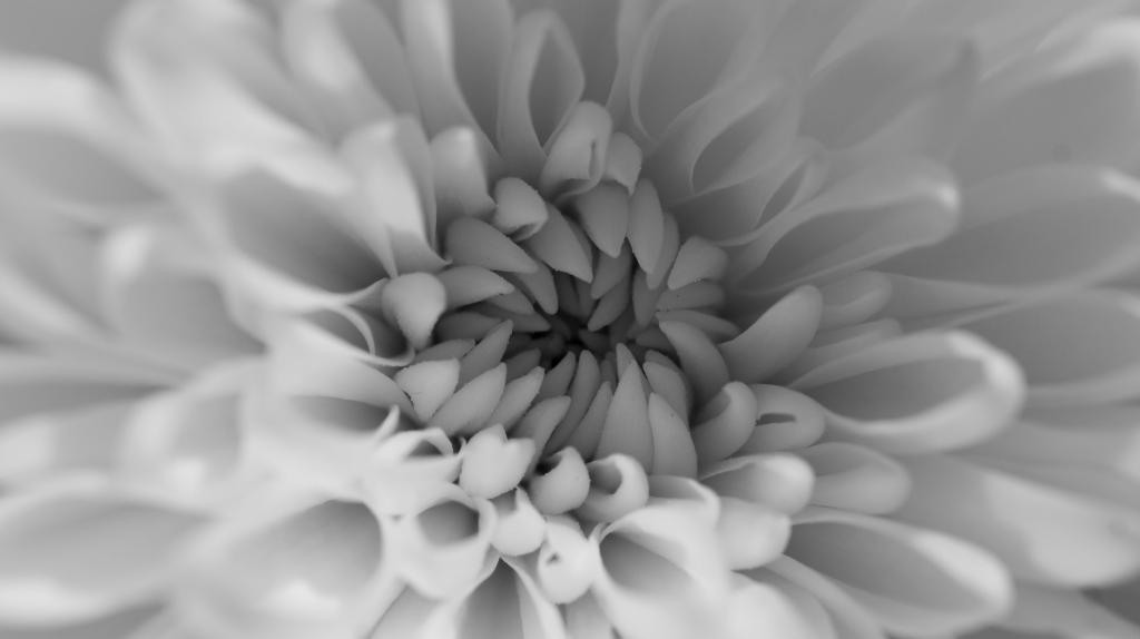 微观摄影的白色菊花花高清壁纸