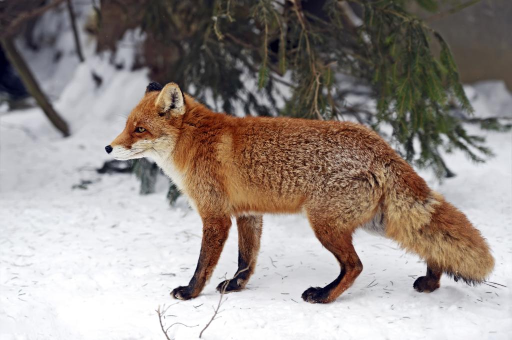 森林,狐狸,分支机构,冬天,红色,雪,针