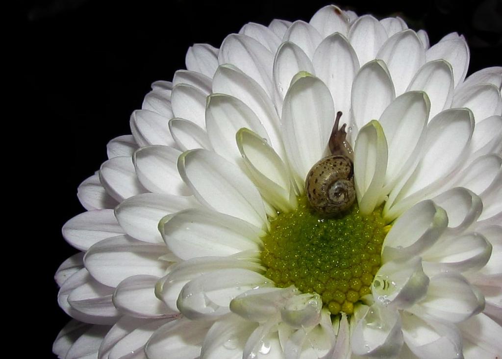 棕色蜗牛白色的特写照片聚集了花HD墙纸