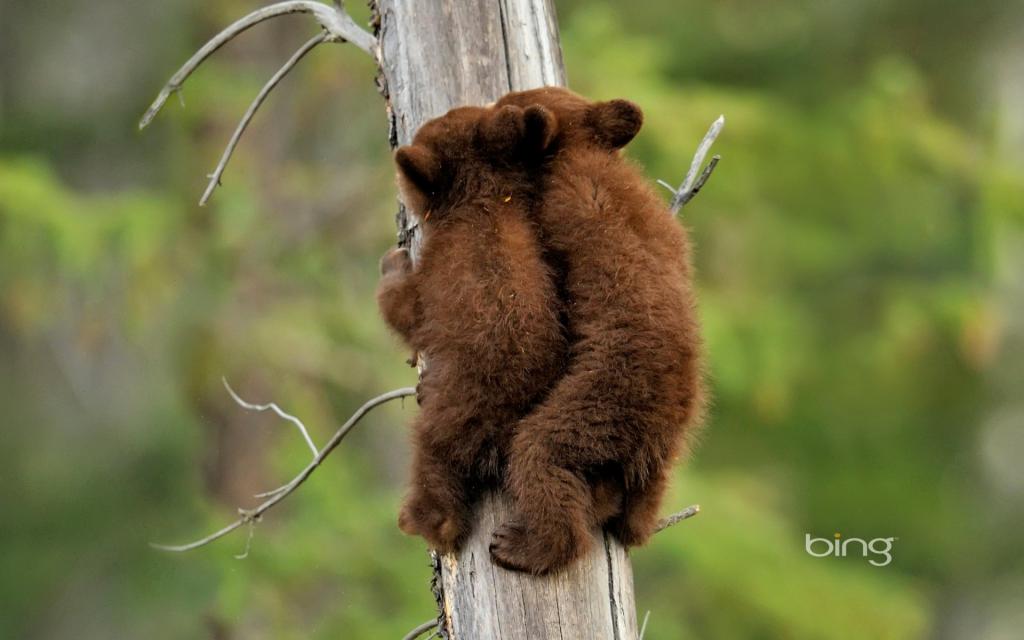 熊,自然,情况,加拿大,阿尔伯塔,美国黑熊,幼崽,碧玉国家公园,树