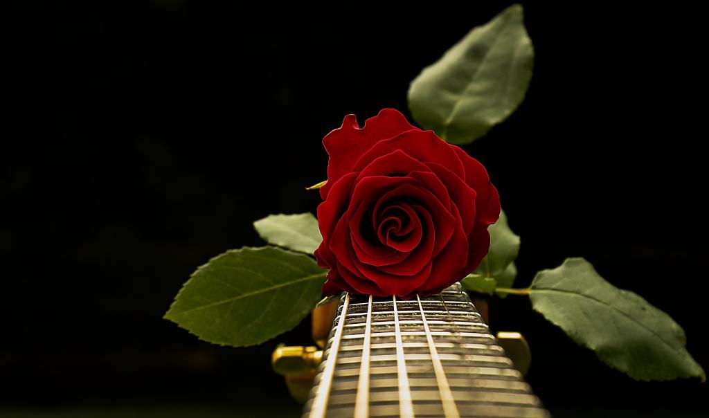 玫瑰,音乐,吉他