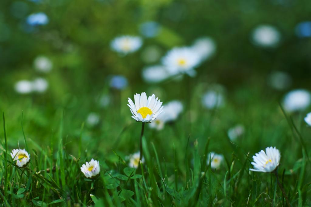 选择性摄影的黎明时分的白色雏菊花,雏菊高清壁纸