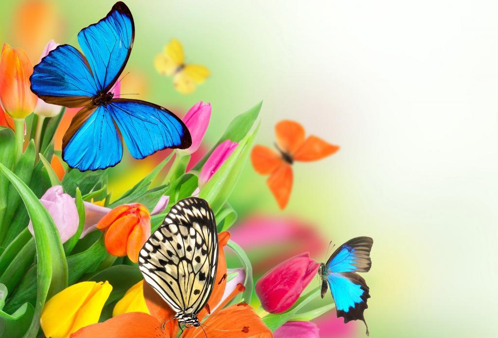 鲜花,翅膀,蛾,性质,拼贴画,郁金香,叶子,蝴蝶