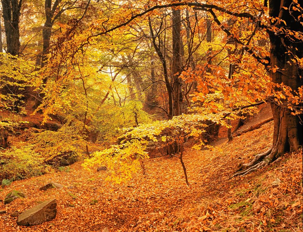 黄色,树木,金,秋天,森林,叶子