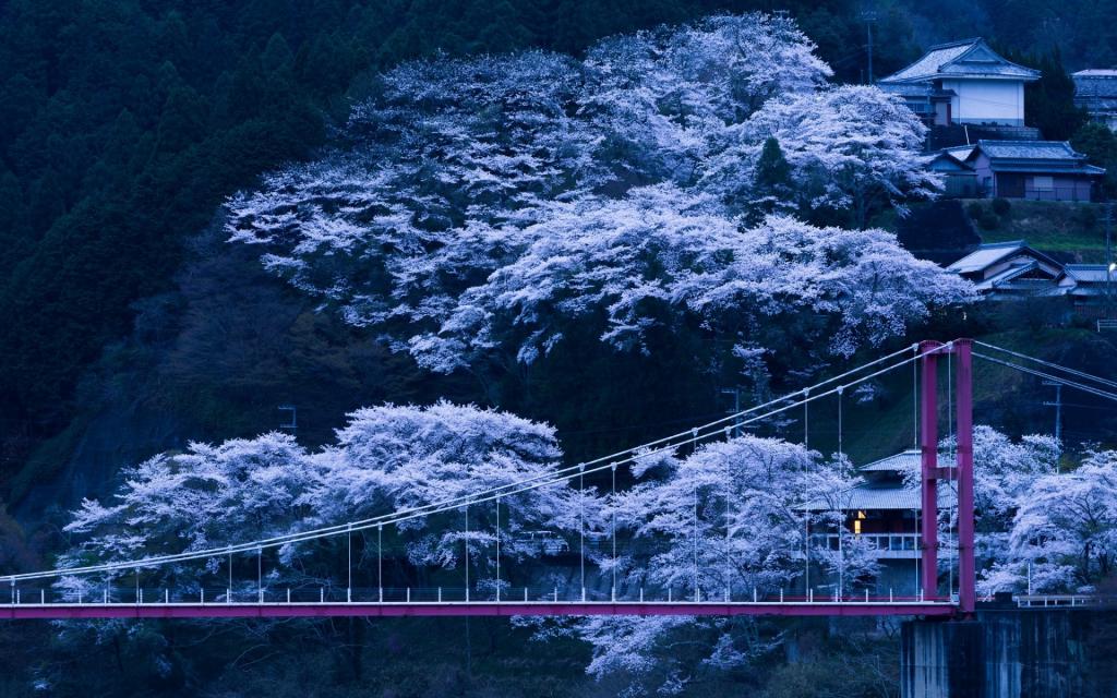 桥,坡,树,樱花,日本,晚上,开花,春天