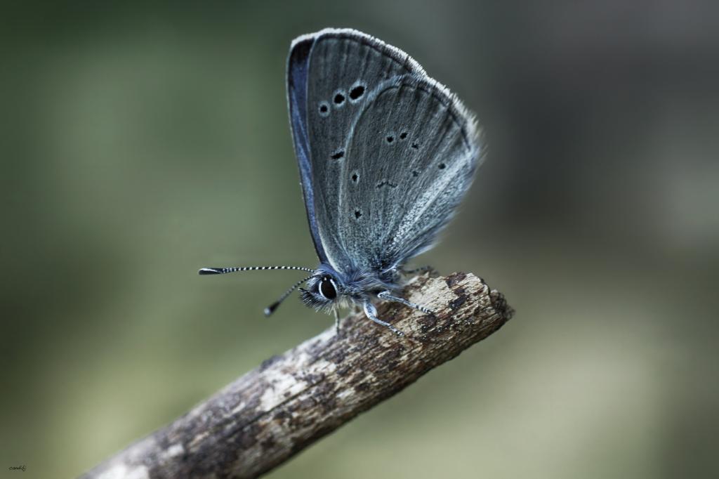 Karner蓝色蝴蝶栖息在棕色棍子,mariposa高清壁纸