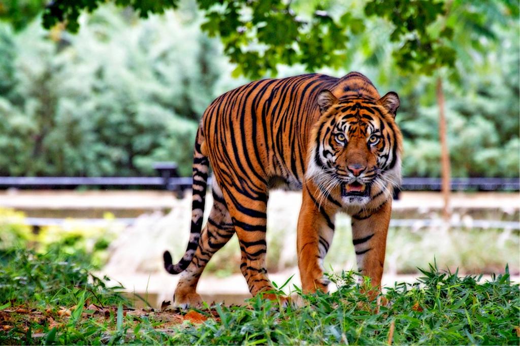 老虎走在草地上高清壁纸