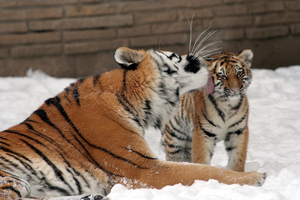 猫,老虎,雪,小猫,爱,家庭,虎,母老虎,阿穆尔,吻