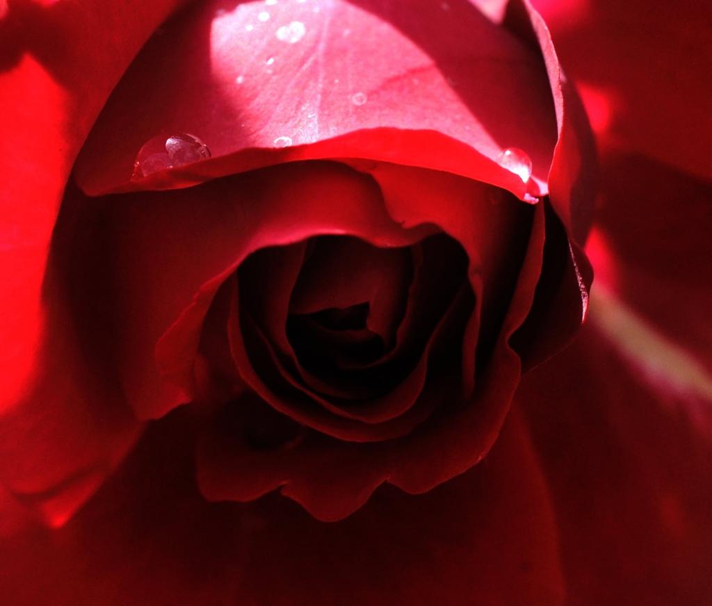 红玫瑰与水滴高清壁纸