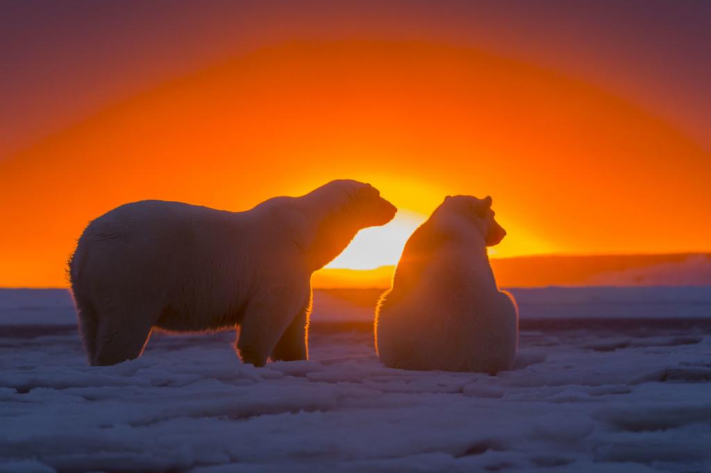 雪,天空,北极熊,南极洲,熊,日落