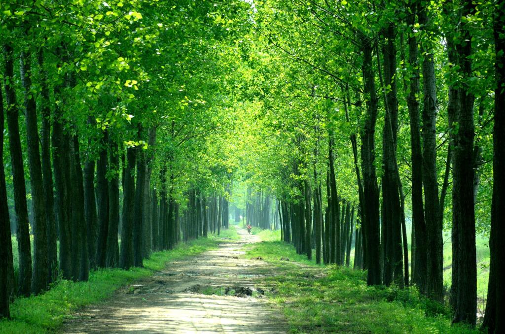 绿树在白天高清壁纸之间的通路