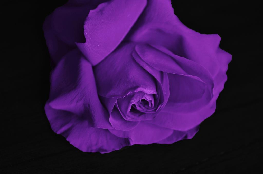 紫色玫瑰花朵高清壁纸