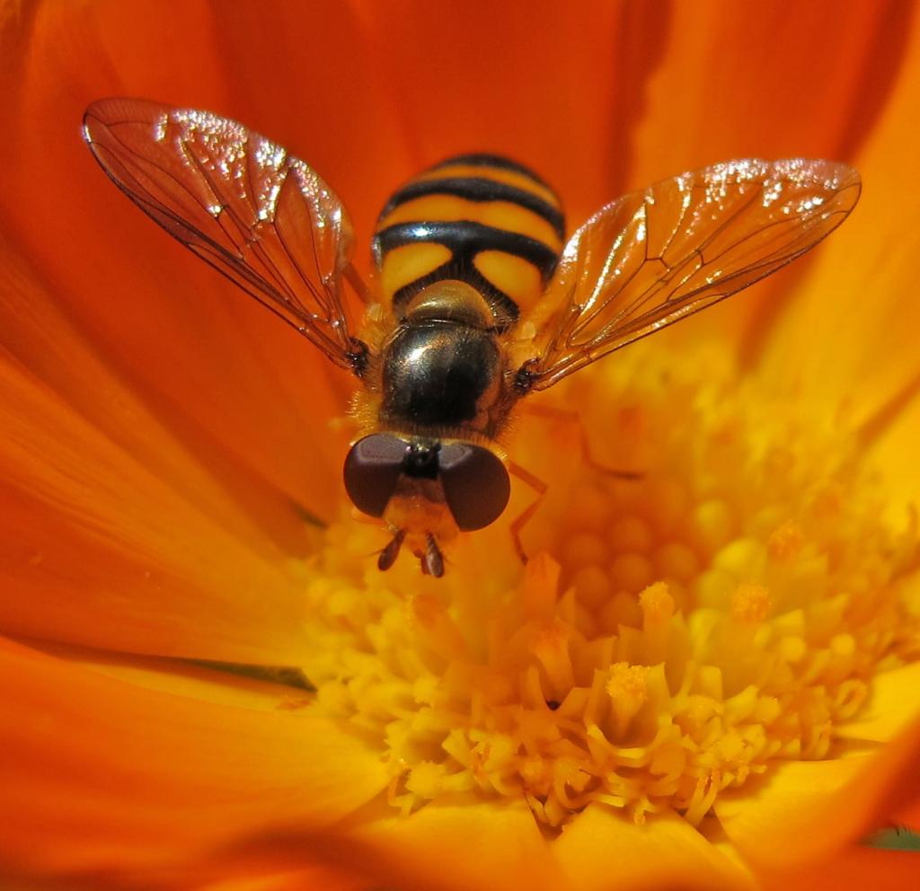 蜜蜂花卉特写摄影,悬停飞高清壁纸