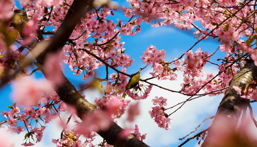 壁纸鲜花,公园,性质,树,樱花,日本,鸟,开花,东京,粉红色,分支机构,春天