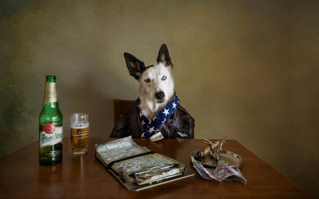 狗,看,啤酒