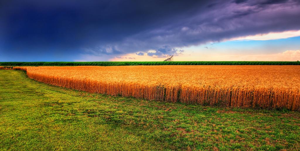 粮田,小麦,堪萨斯高清壁纸的全景照片
