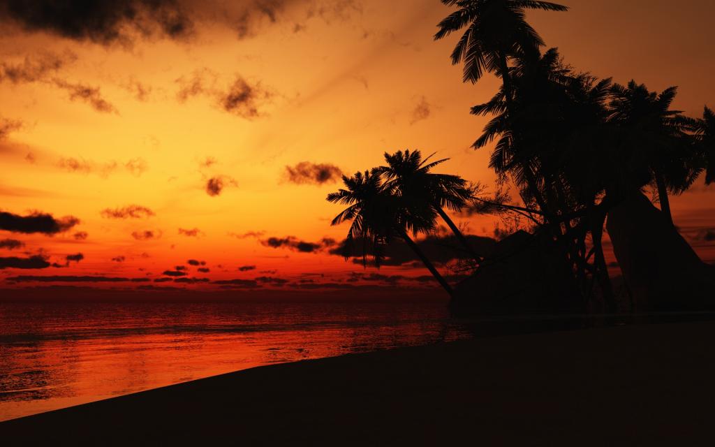 哥斯达黎加,棕榈树,海,晚上,岸,云,日落